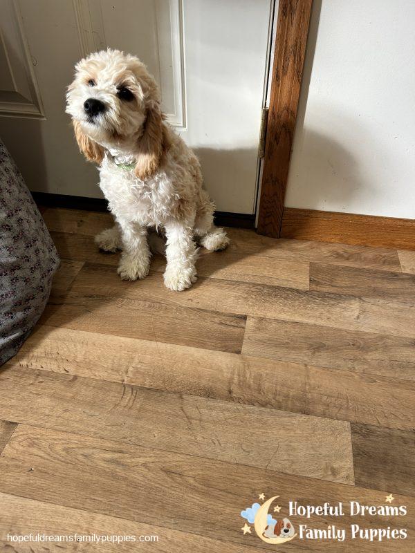 Mr. Bingo the F1 Cavapoo (Crate Trained) - Image 3