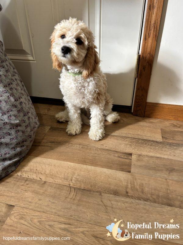 Mr. Bingo the F1 Cavapoo (Crate Trained) - Image 2
