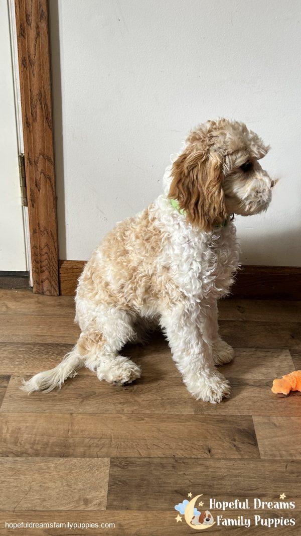 Mr. Bingo the F1 Cavapoo (Crate Trained)