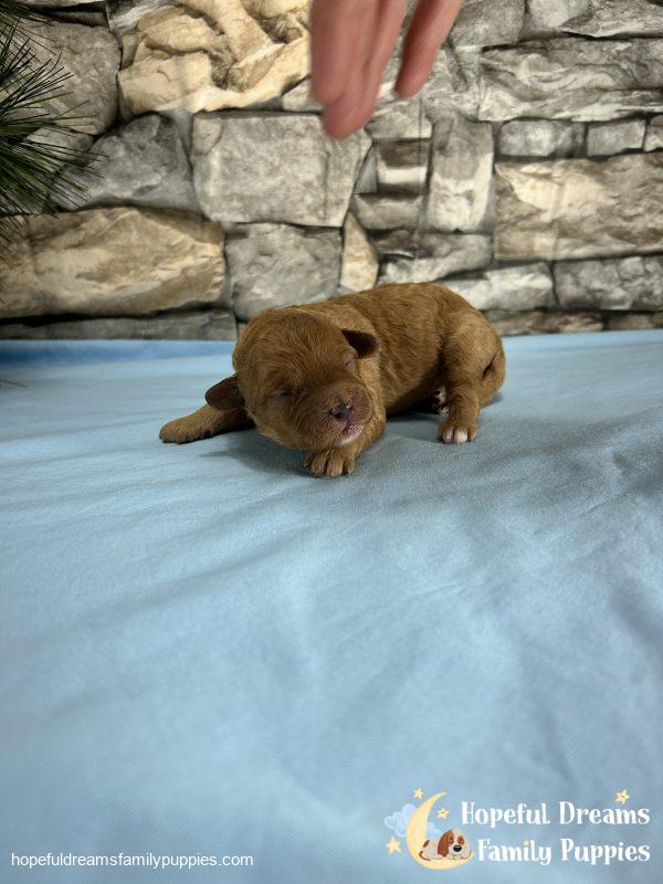 Mr. Sailor the Cavapoo - Image 2
