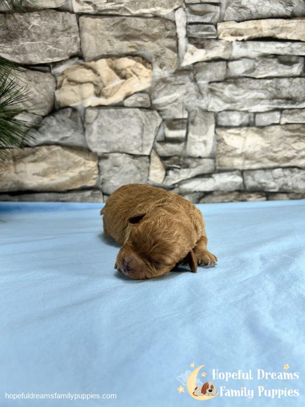Mr. Sailor the Cavapoo - Image 3