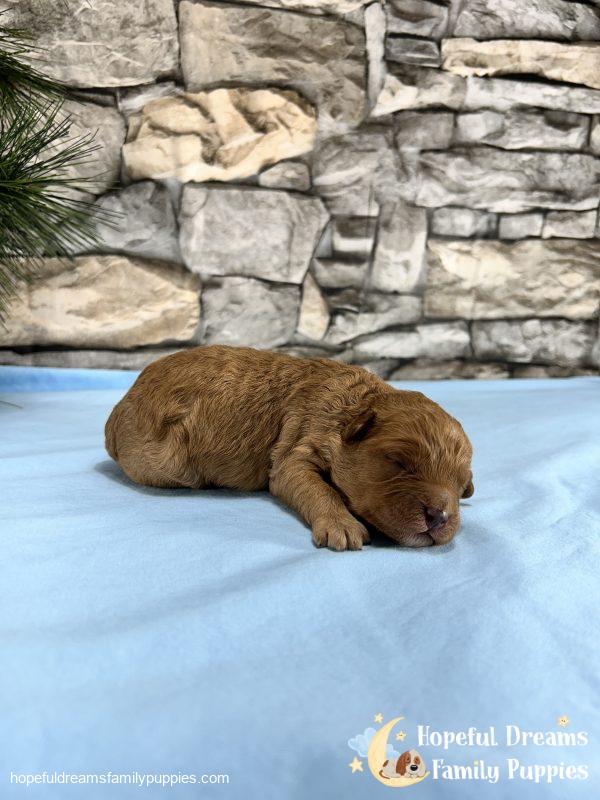 Mr. Sailor the Cavapoo
