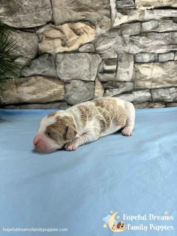 Mr. Scotty the Cavapoo - Image 4