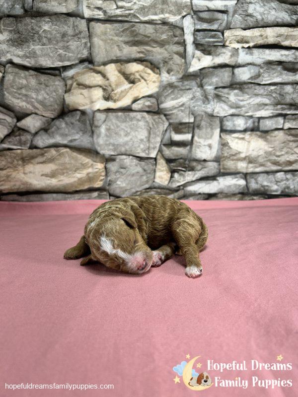 F1B Cavapoos - Early Litter Reservation - Image 5