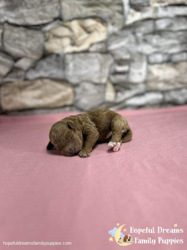 F1B Cavapoos - Early Litter Reservation - Image 3