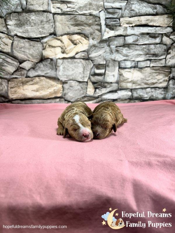 F1B Cavapoos - Early Litter Reservation