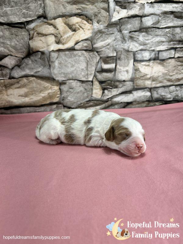 Mr. Willie The Cavapoo - Image 2