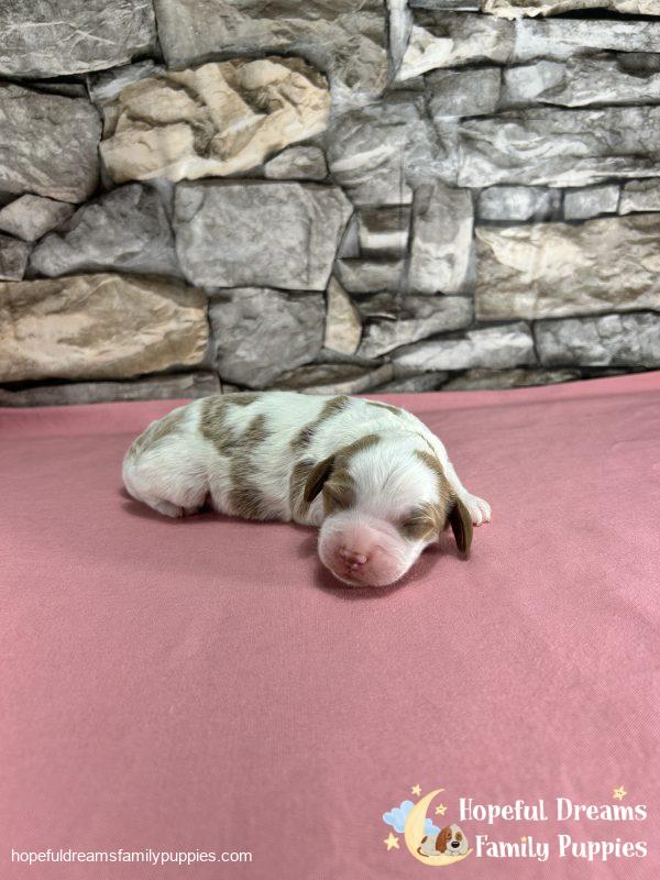 Mr. Willie The Cavapoo