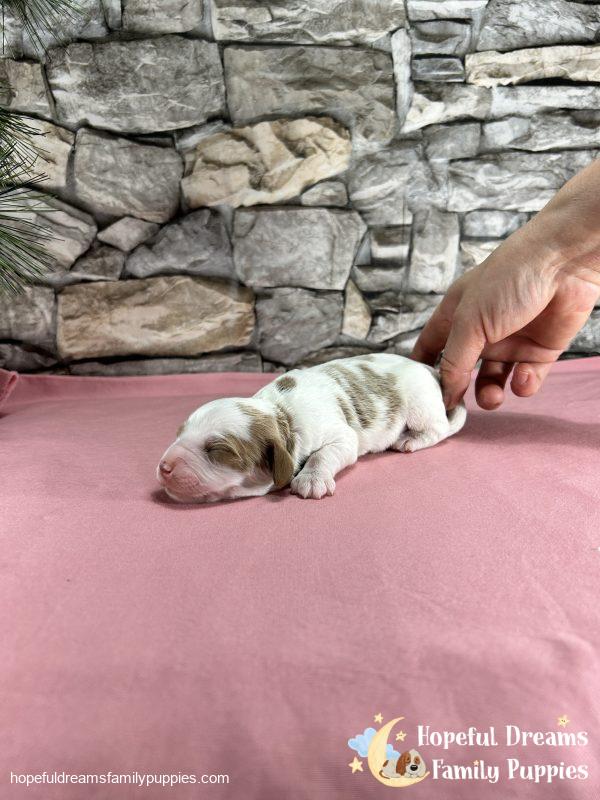 Mr. Willie The Cavapoo - Image 4