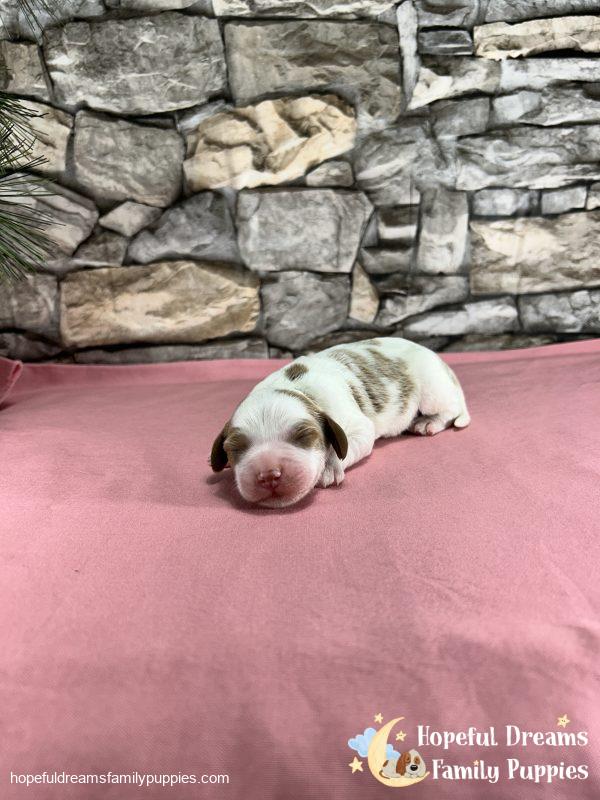 Mr. Willie The Cavapoo - Image 5