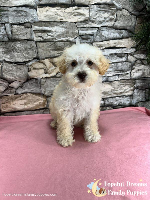 Ms. Carmel the Schnoodle - Image 6