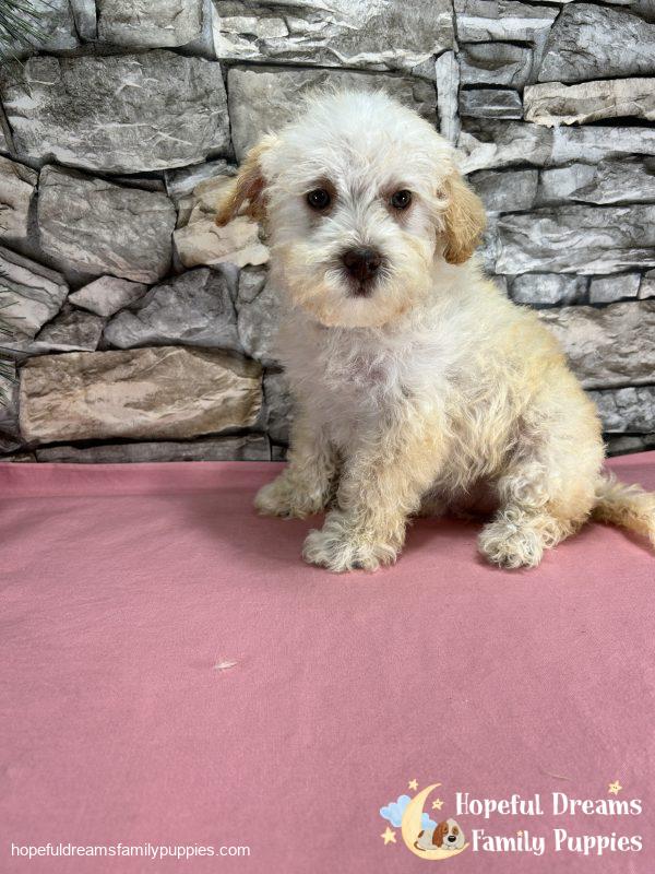 Ms. Carmel the Schnoodle - Image 2