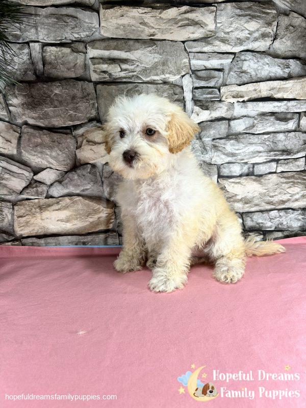 Ms. Carmel the Schnoodle - Image 5