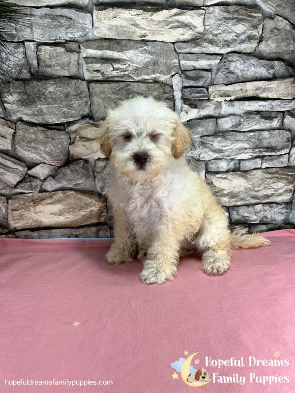 Ms. Carmel the Schnoodle - Image 4