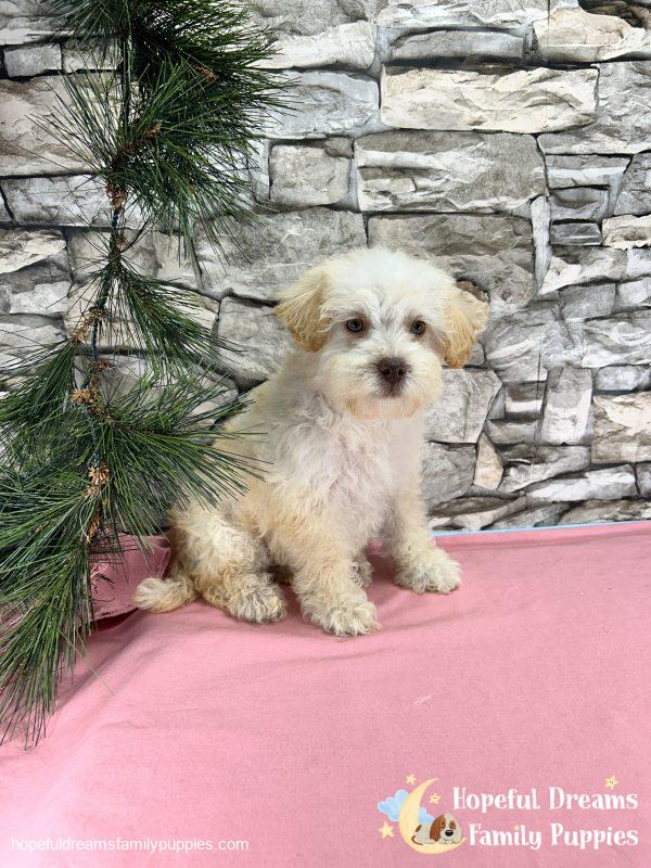 Ms. Carmel the Schnoodle