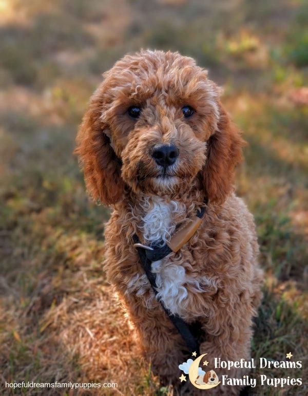 Mr. Snoopy the F1B Cavapoo (In Professional Puppy Training)