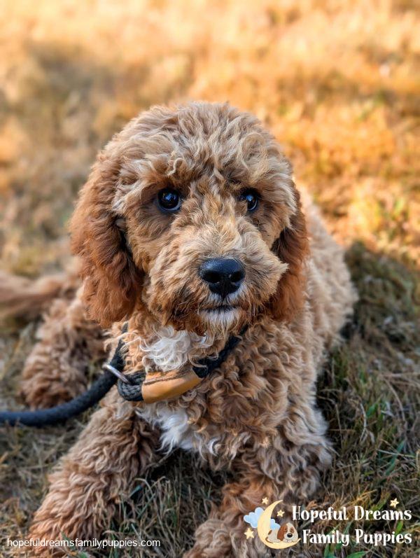 Mr. Snoopy the F1B Cavapoo (In Professional Puppy Training) - Image 2