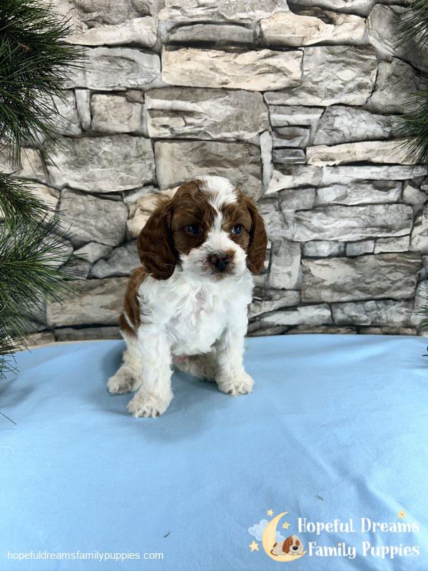 Mr. Roscoe the F1 Cavapoo - Image 3