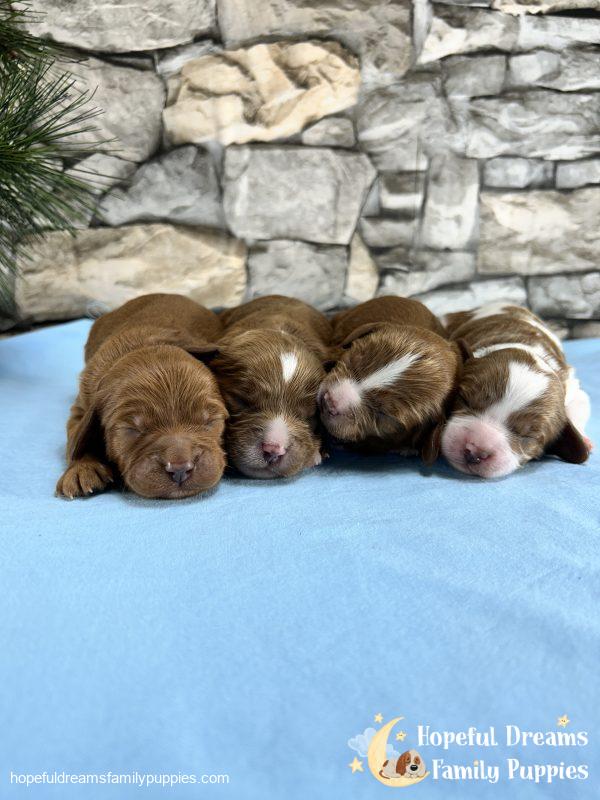 F1B Cavapoos - Early Litter Reservation