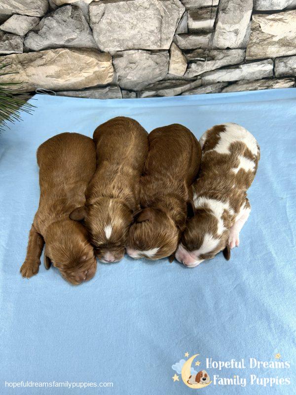 F1B Cavapoos - Early Litter Reservation - Image 2
