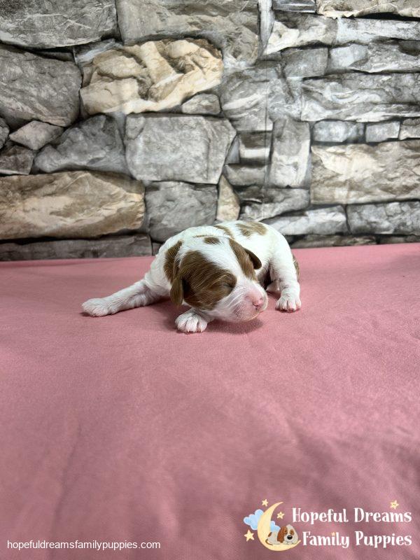 Ms. Ribbon the F1B Cavapoo - Image 2