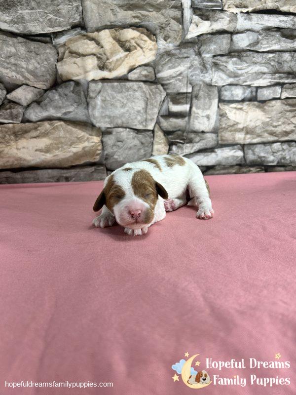 Ms. Ribbon the F1B Cavapoo - Image 6