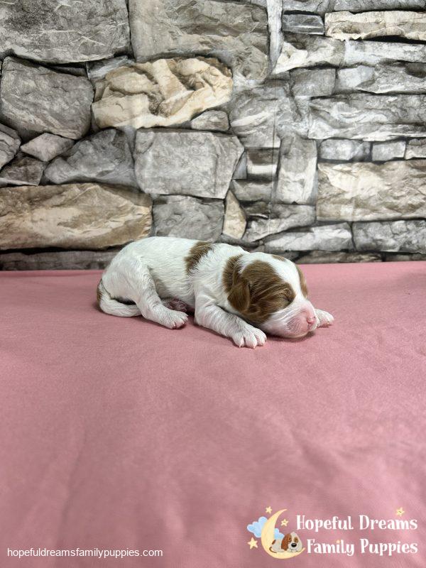Ms. Ribbon the F1B Cavapoo