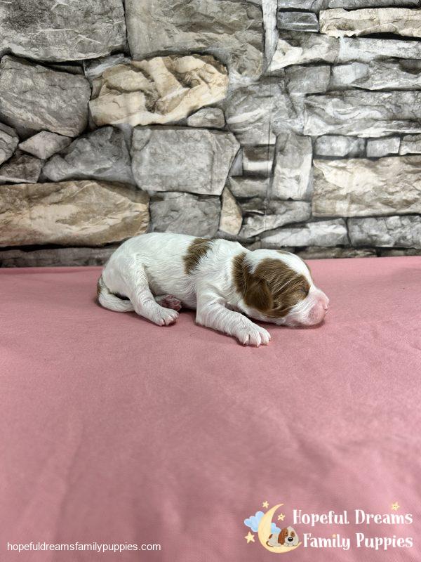 Ms. Ribbon the F1B Cavapoo - Image 4