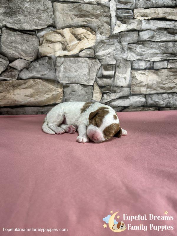 Ms. Ribbon the F1B Cavapoo - Image 3