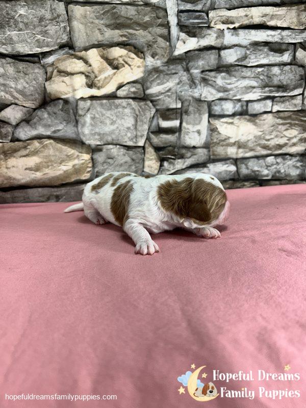 Ms. Raya the F1B Cavapoo - Image 4