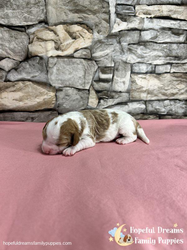Ms. Raya the F1B Cavapoo - Image 3