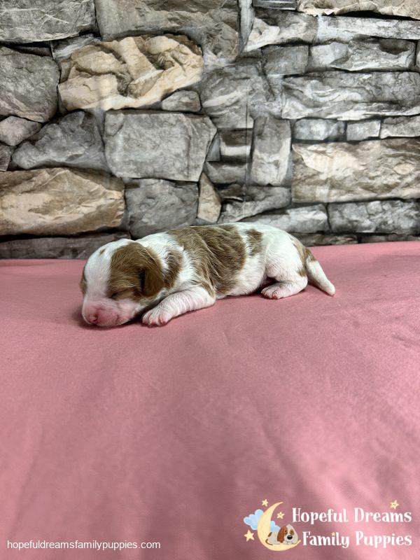 Ms. Raya the F1B Cavapoo