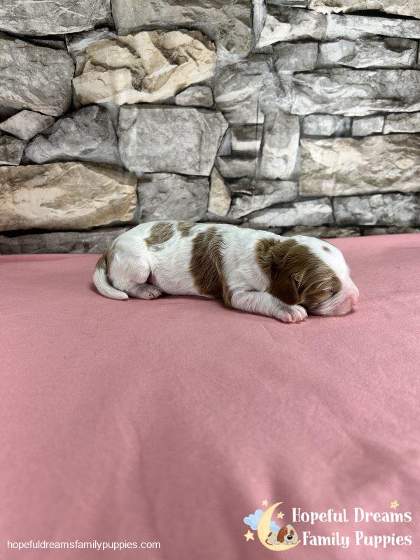 Ms. Raya the F1B Cavapoo - Image 2