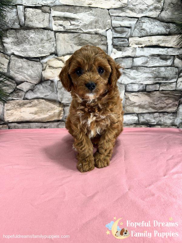 Ms. Sugar the Cavapoo - Image 3