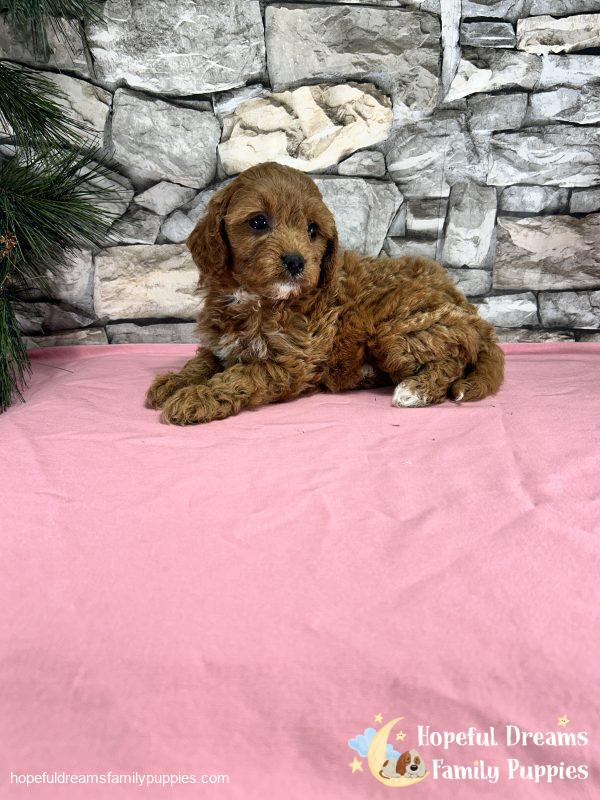 Ms. Sugar the Cavapoo - Image 5