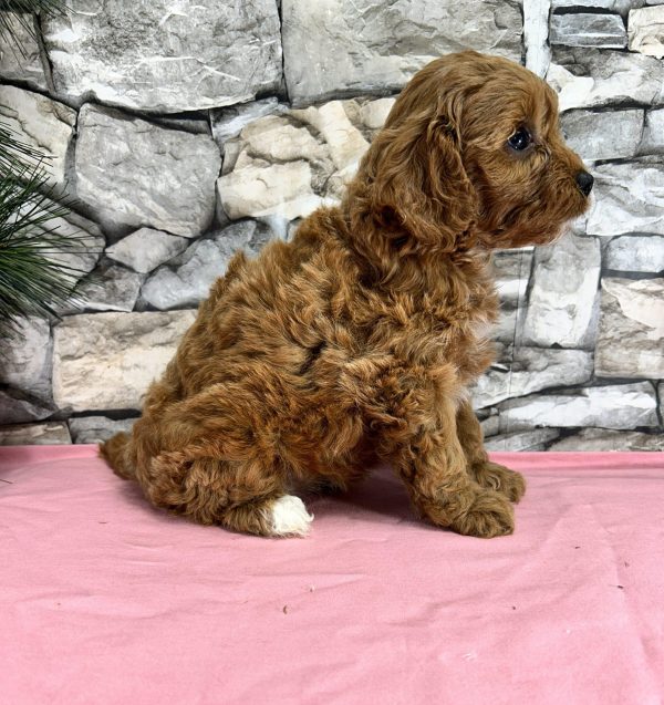 Ms. Sugar the Cavapoo