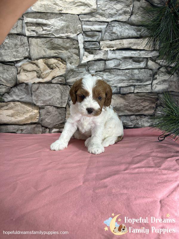 Ms. Ribbon the F1 Cavapoo - Image 3
