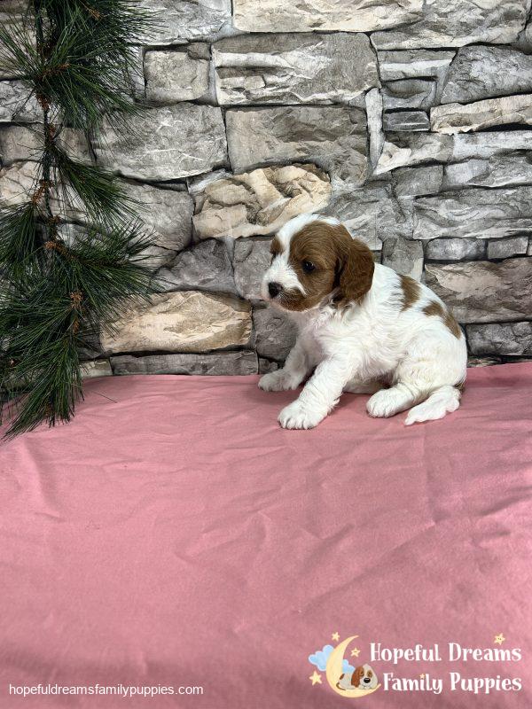 Ms. Ribbon the F1 Cavapoo - Image 8