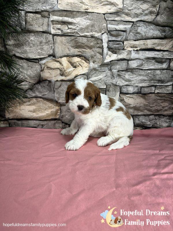 Ms. Ribbon the F1 Cavapoo - Image 7