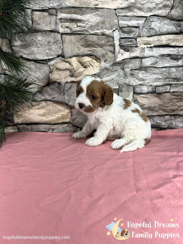 Ms. Ribbon the F1 Cavapoo - Image 6