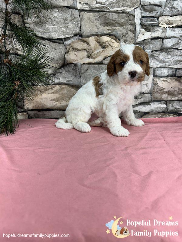 Ms. Ribbon the F1 Cavapoo - Image 5