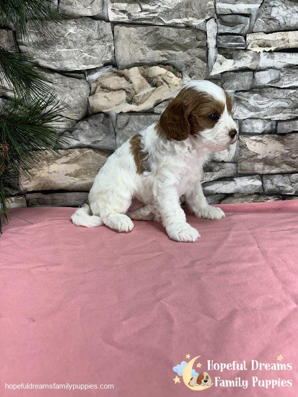 Ms. Ribbon the F1 Cavapoo