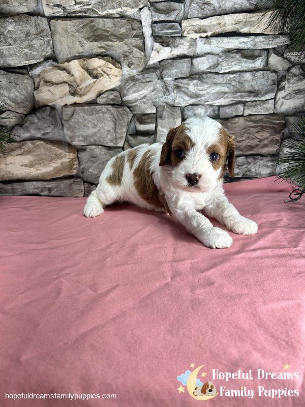 Ms. Raya the F1 Cavapoo