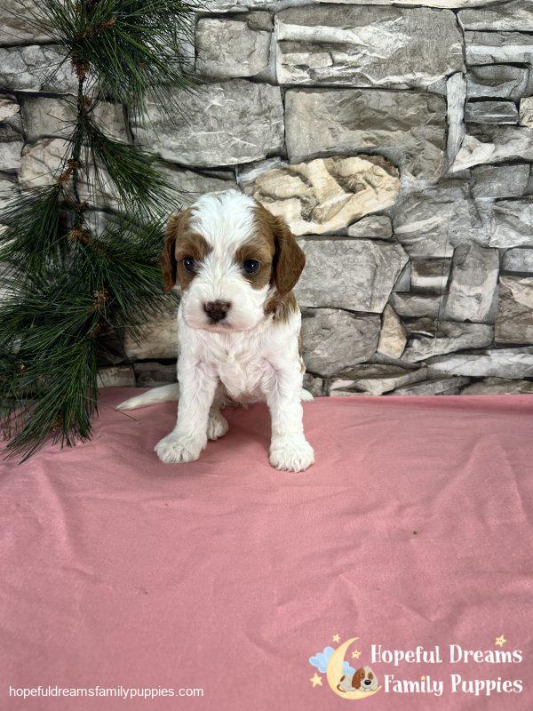 Ms. Raya the F1 Cavapoo - Image 3