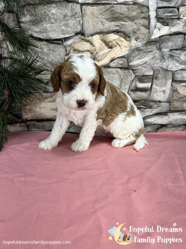 Ms. Raya the F1 Cavapoo - Image 4