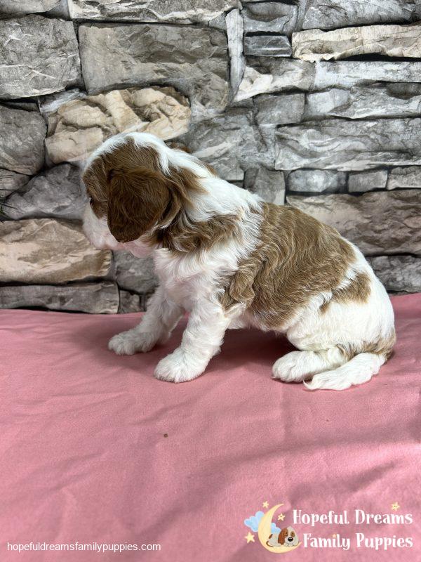 Ms. Raya the F1 Cavapoo - Image 5