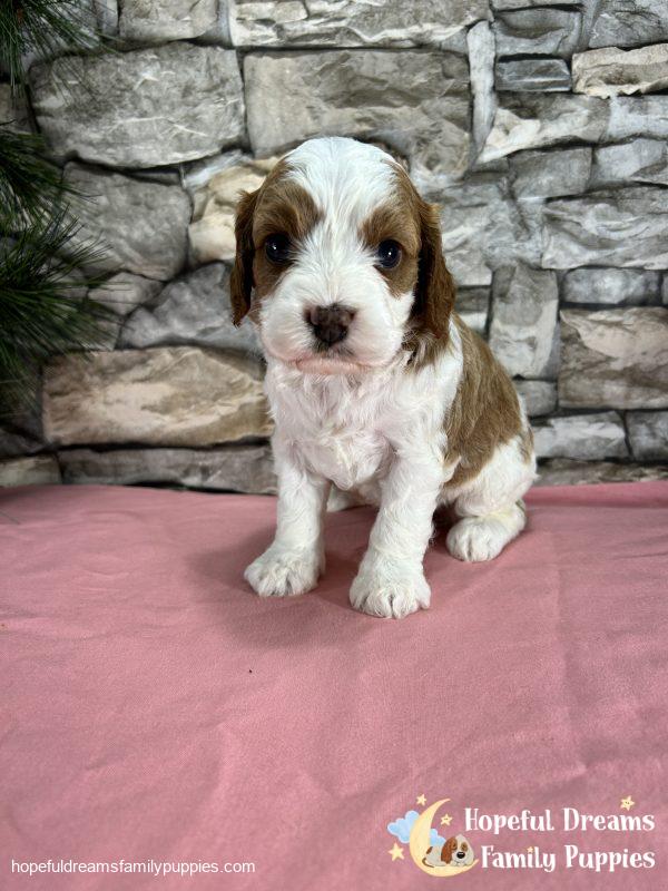 Ms. Raya the F1 Cavapoo - Image 6