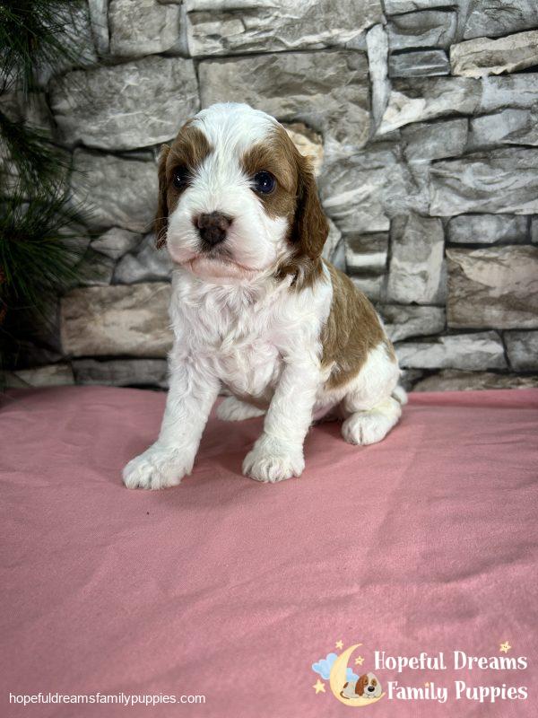Ms. Raya the F1 Cavapoo - Image 7