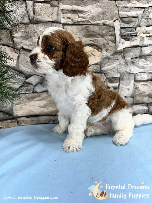 Mr. Roscoe the F1 Cavapoo