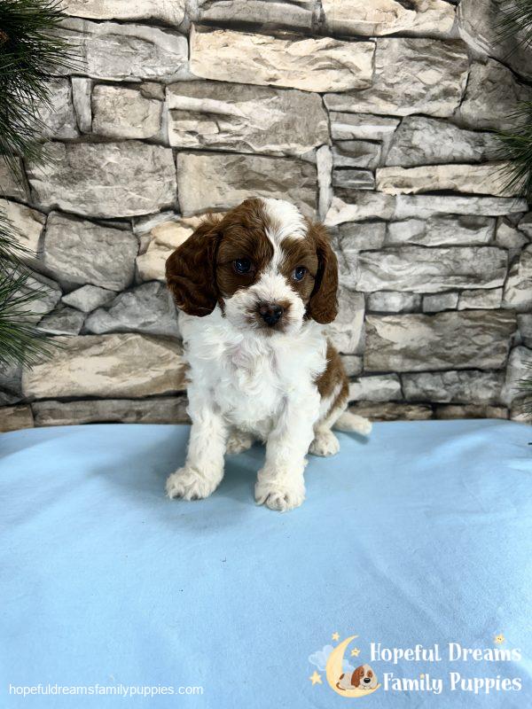 Mr. Roscoe the F1 Cavapoo - Image 4